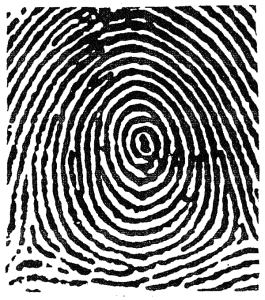 cap jari Whorl